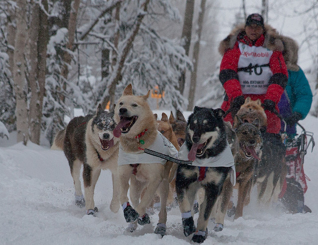 Iditarod